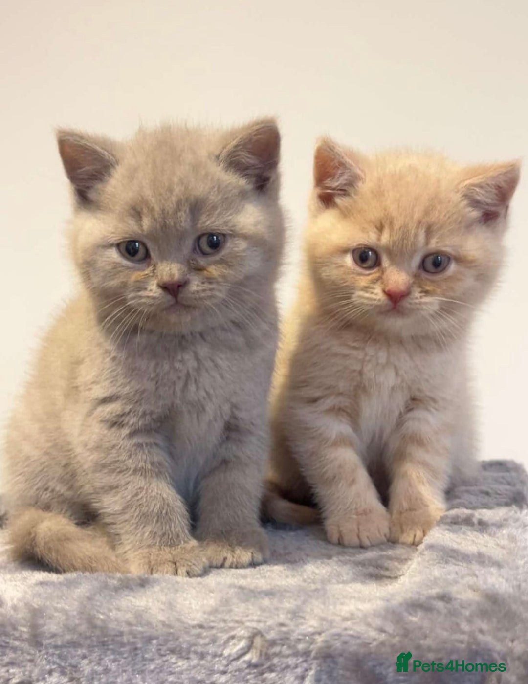 British Shorthair cats for sale: Pedigree British Shorthair Kittens Golden & Lilac - Advert 6