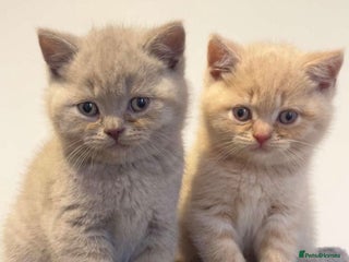 British Shorthair cats - Advert 19