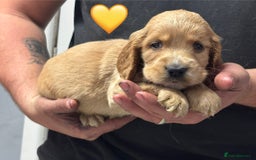 Cocker Spaniel dogs for sale: Outstanding KC Show Cocker Spaniels - Image 19