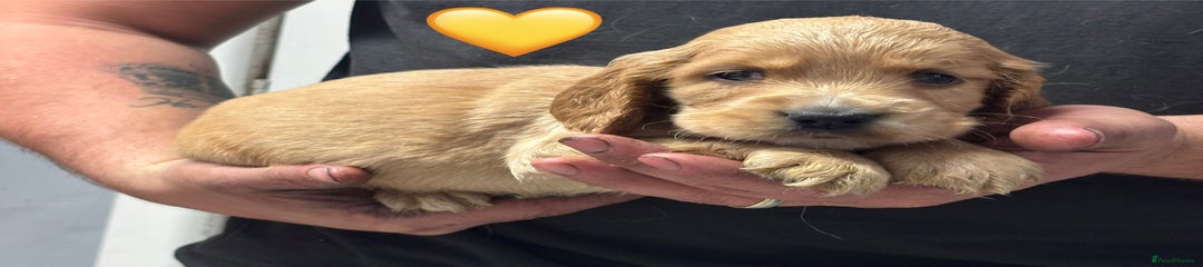 Yellow Collar Male