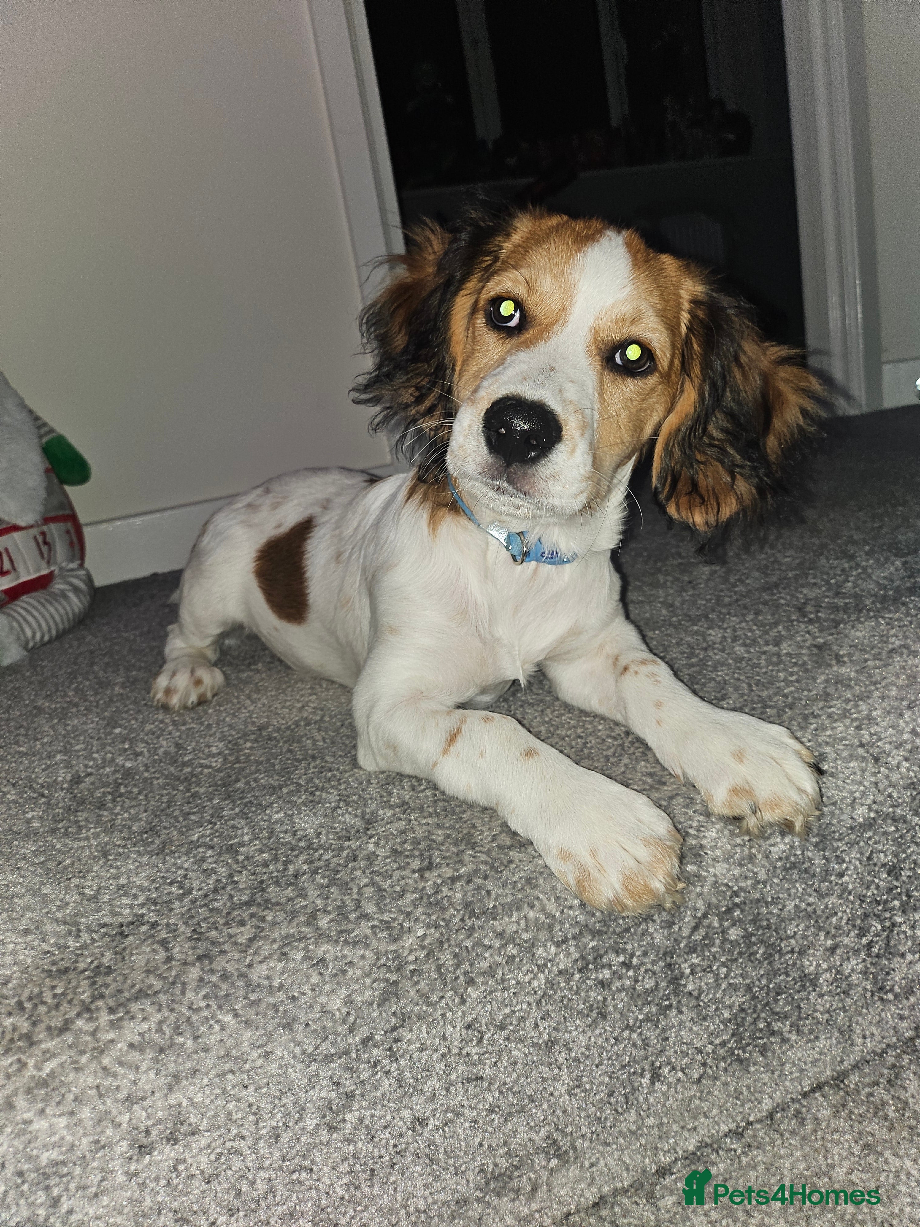 Mixed Breed dogs Woody for sale - Advert 15