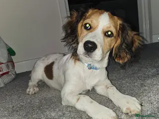 Mixed Breed dogs Woody for sale - Advert 15