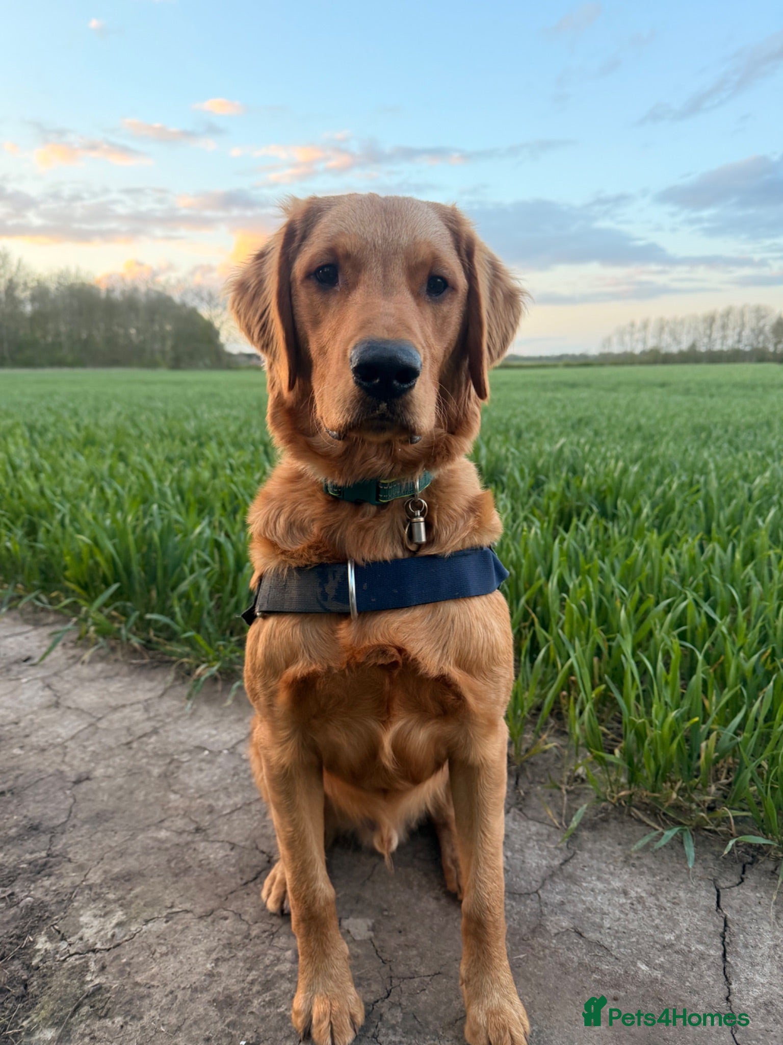 Golden Retriever dogs 9-Month-Old Male Pedigree Golden Retriever  - Advert 3