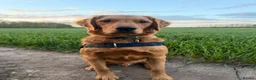 Golden Retriever dogs for sale: 9-Month-Old Male Pedigree Golden Retriever  - Advert 1