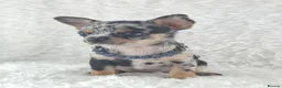 Chihuahua dogs for sale: Tiny Chihuahua Puppies  - Advert 2