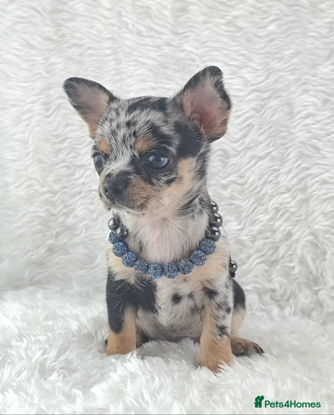 Chihuahua dogs for sale: Tiny Chihuahua Puppies  - Advert 2