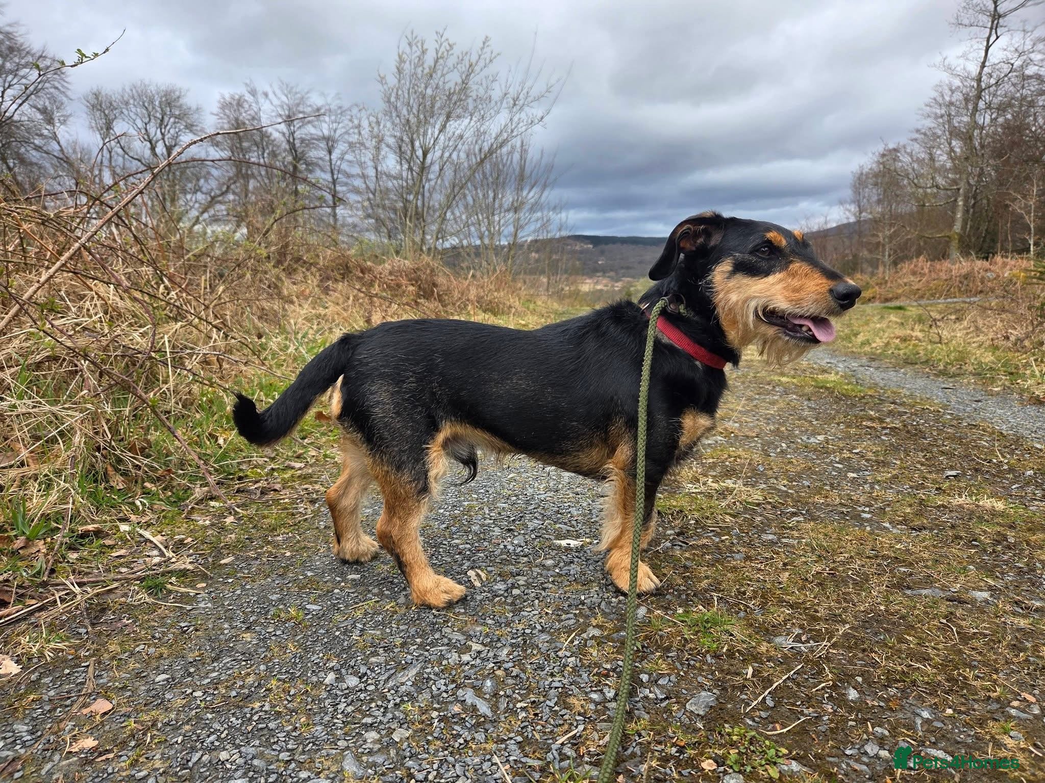 Mixed Breed dogs Dexter - Advert 2