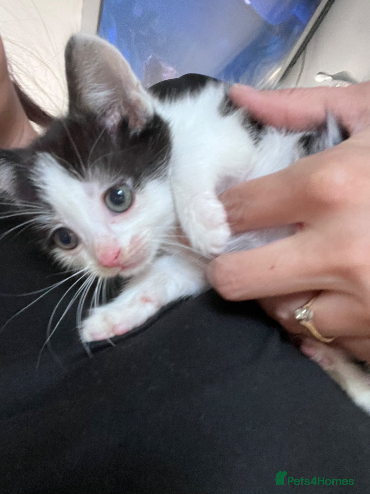 Mixed Breed dogs Last 2 Ready now, Beautiful loving kittens - Advert 17