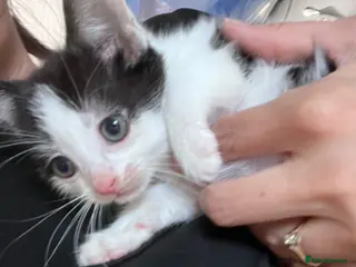 Mixed Breed dogs Last 2 Ready now, Beautiful loving kittens - Advert 17