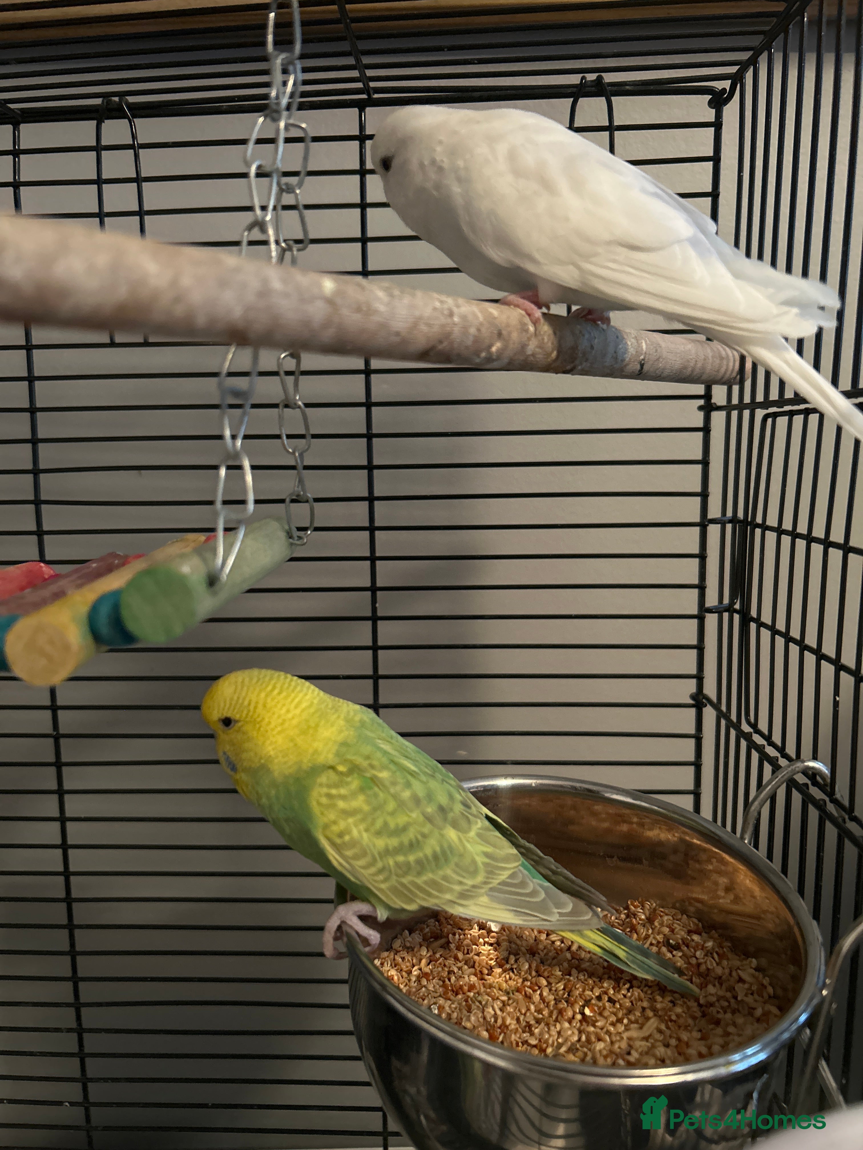 Budgerigars birds Budgies and cages  - Advert 1