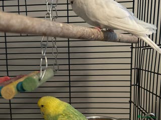 Budgerigars birds Budgies and cages - Advert 1