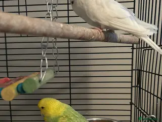 Budgerigars birds Budgies and cages - Advert 10