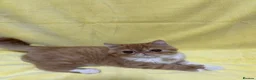 Persian cats for sale: Beautiful high quality Persian and Exotic kittens  - Advert 9