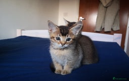 Somali cats for sale: Somali cross kittens available - Image 6