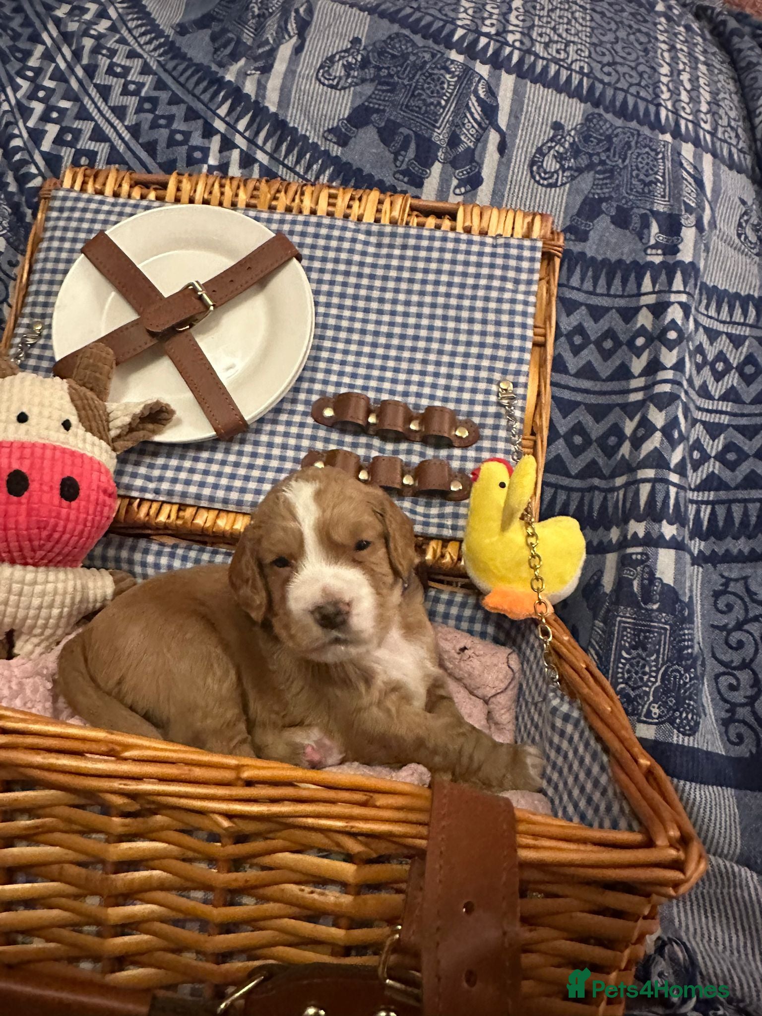 Cocker Spaniel dogs Pedigree Cocker Spaniel Puppies For Sale  - Advert 14