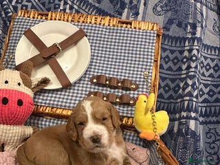 Cocker Spaniel dogs Pedigree Cocker Spaniel Puppies For Sale - Advert 13