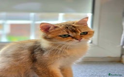 British Shorthair cats for sale: British shorthair For sell - Image 3