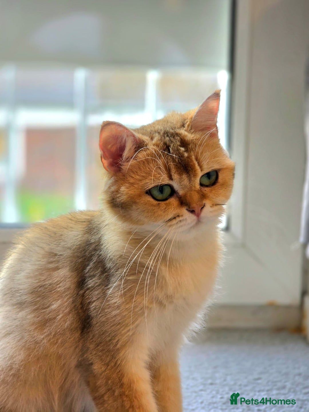 British Shorthair cats for sale: British shorthair For sell - Image 3