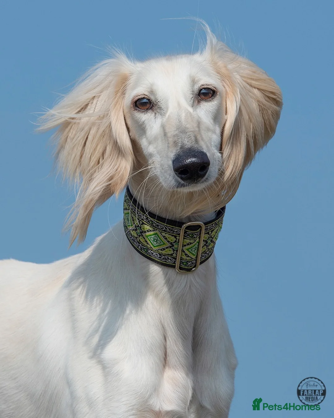 Saluki dogs for sale: Kc saluki puppies  - Advert 12