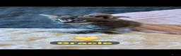 Mixed Breed cats for sale: 🩵🩷…7 stunning kittens…🩷🩵 - Advert 16