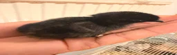 Chickens poultry for sale: Free chicks for good home - Advert 1