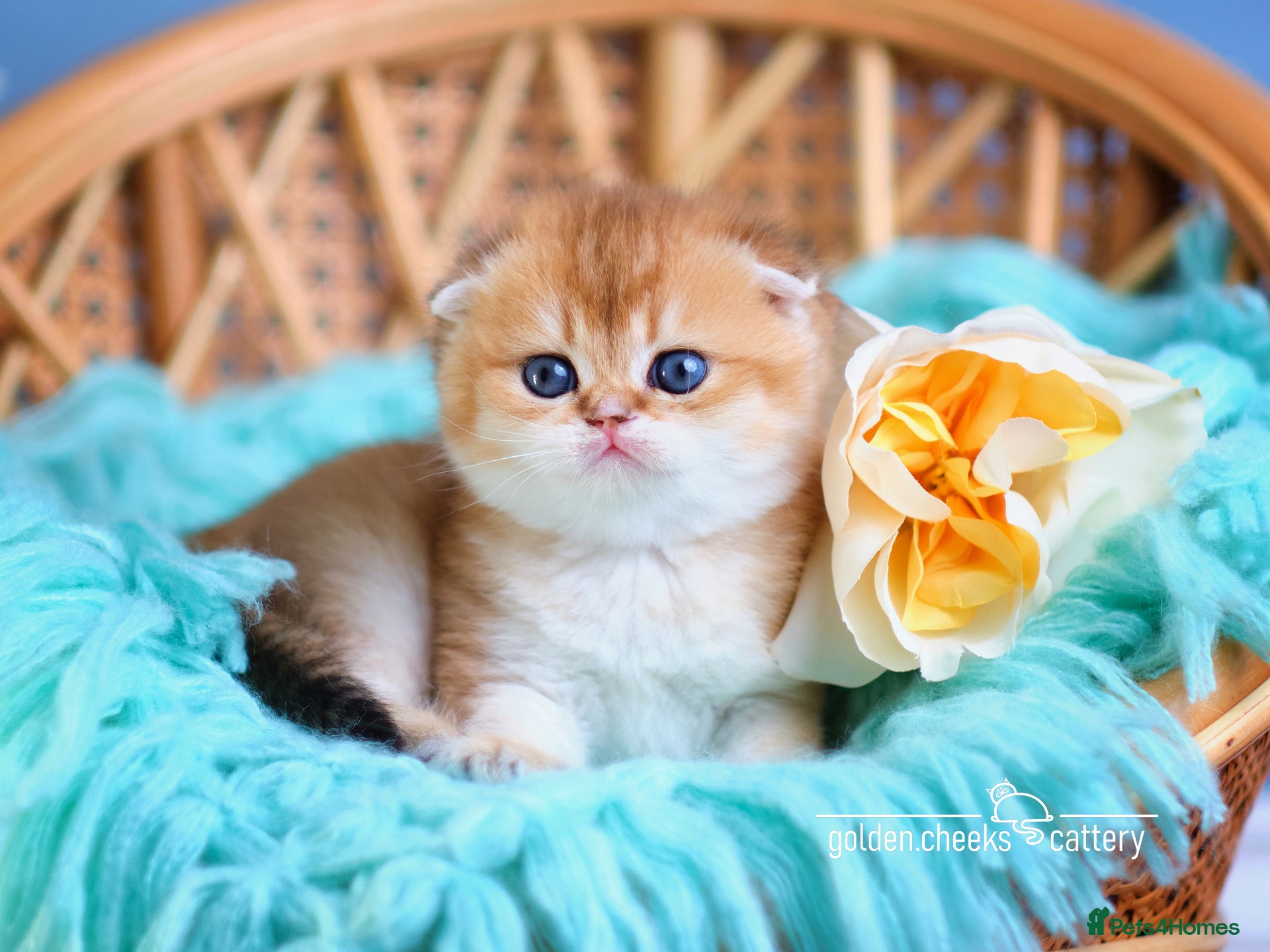 Scottish Fold cats Show Quality Scottish Kittens - Advert 4