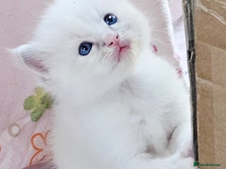 Ragdoll cats Stunning pure ragdoll kittens - Advert 2