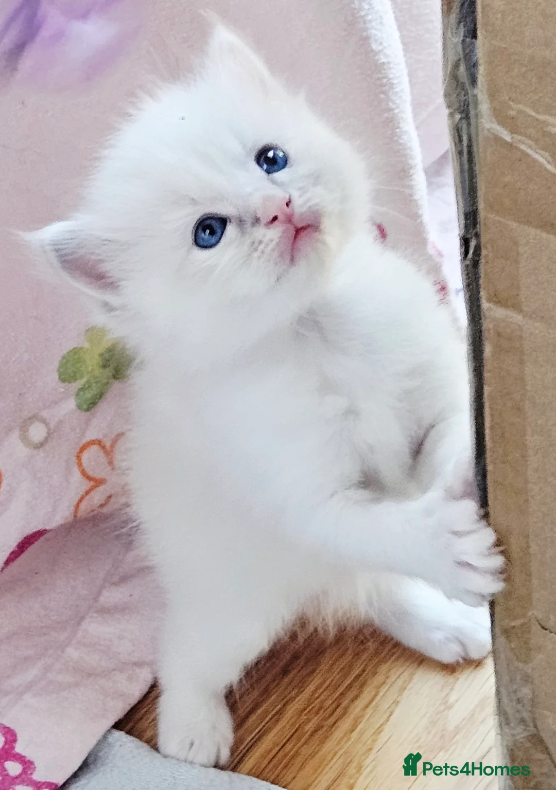Ragdoll cats for sale: Stunning pure ragdoll kittens * all reserved* - Advert 1