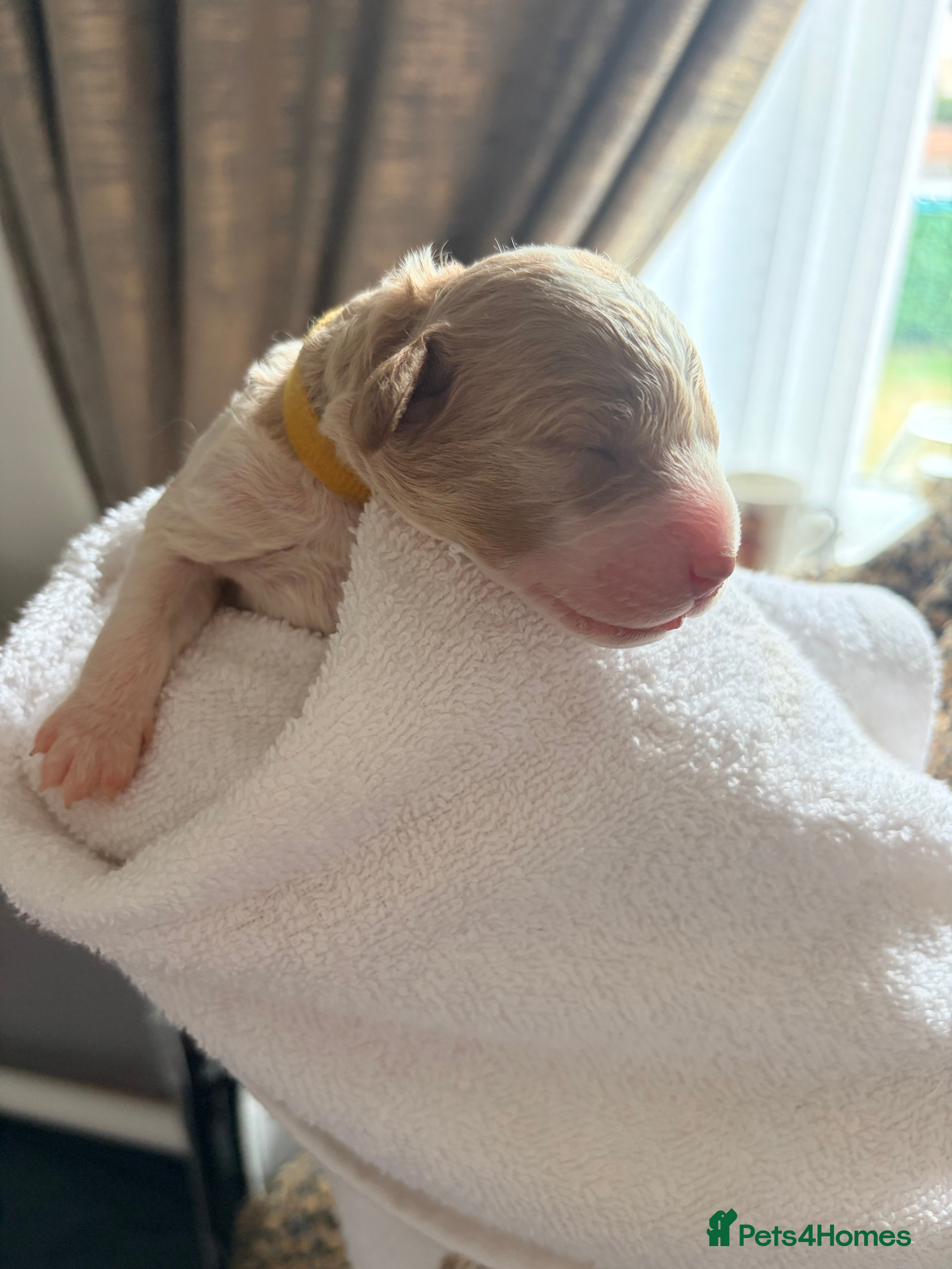 Cavapoo dogs Beautiful Litter of F1b Cavapoos  - Advert 2