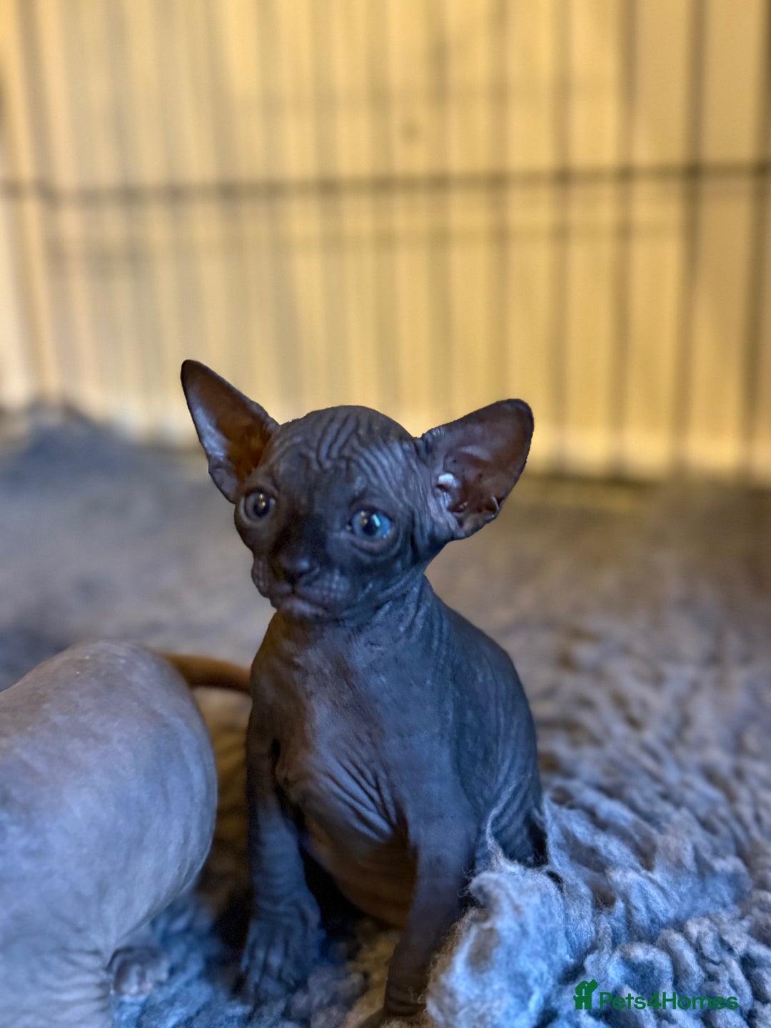Sphynx cats for sale: ✨ Gorgeous Chunky Sphynx Kittens – Ready Soon! ✨ - Advert 15