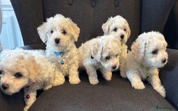Bichon Frise dogs for sale: Bichon Frise Pups - Image 2