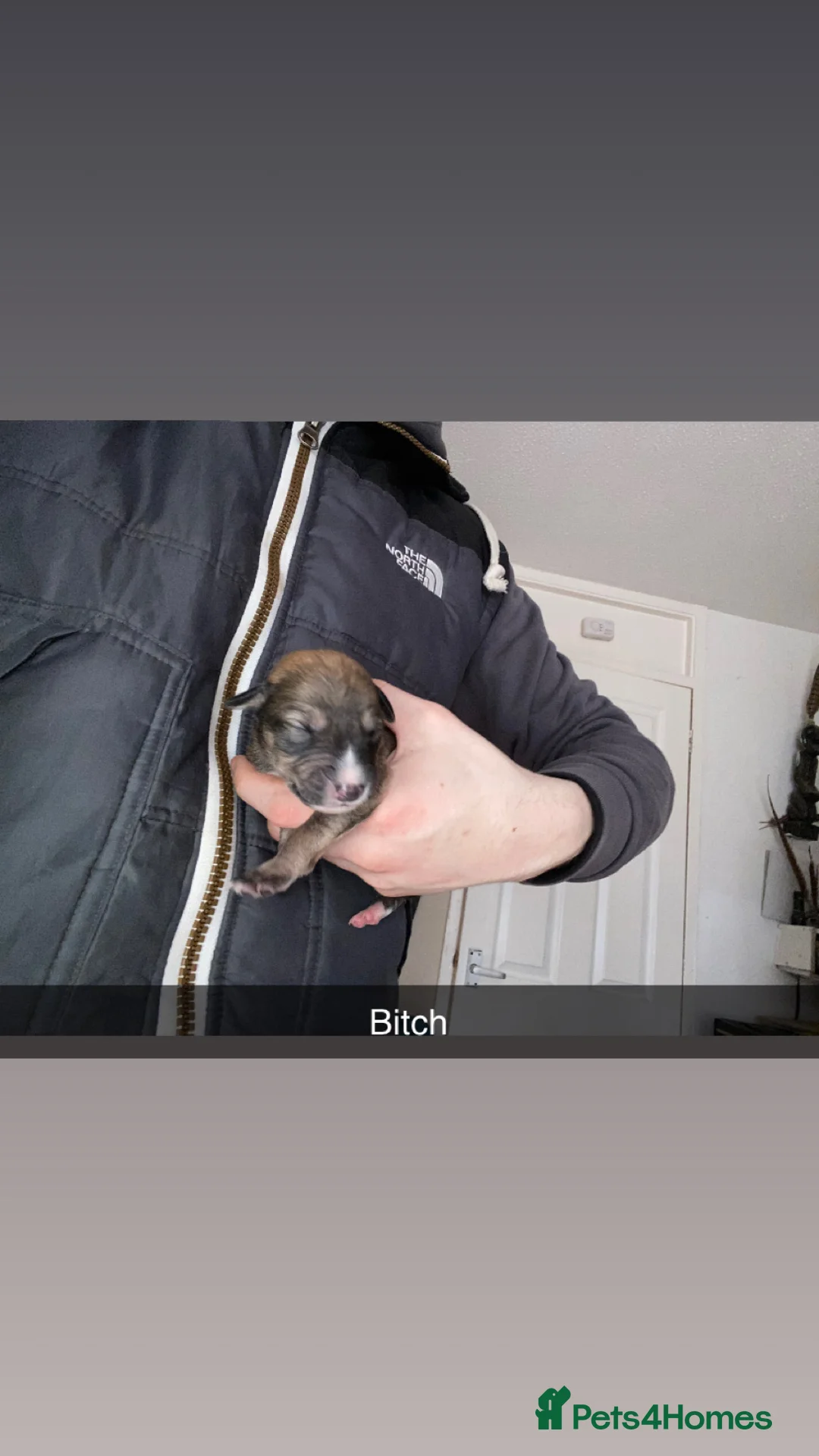 Mixed Breed dogs for sale: Whippet x  greyhound puppies - Advert 2