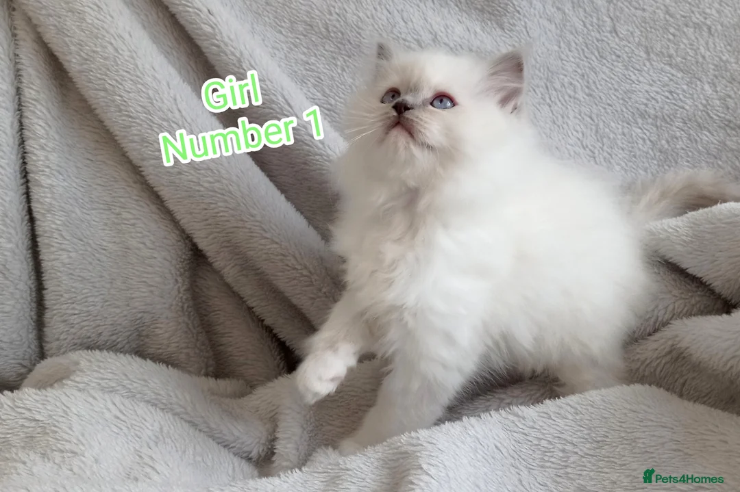 Ragdoll cats for sale: Ragdoll Kitten Boys and Girls  - Advert 2