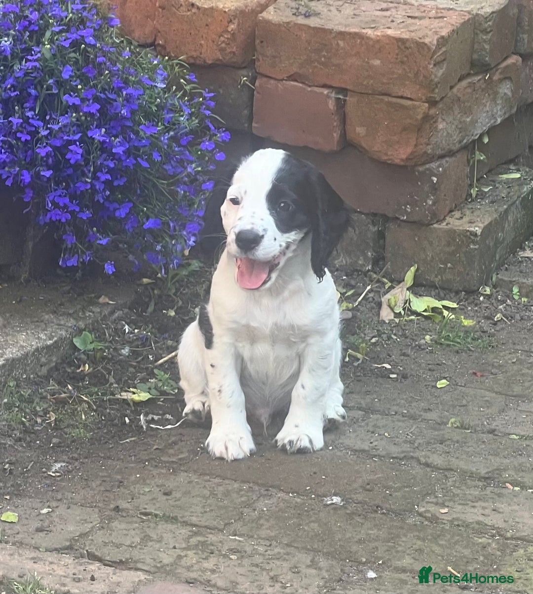 Cocker Spaniel dogs for sale: Working cocker pup, price reduced - Image 4