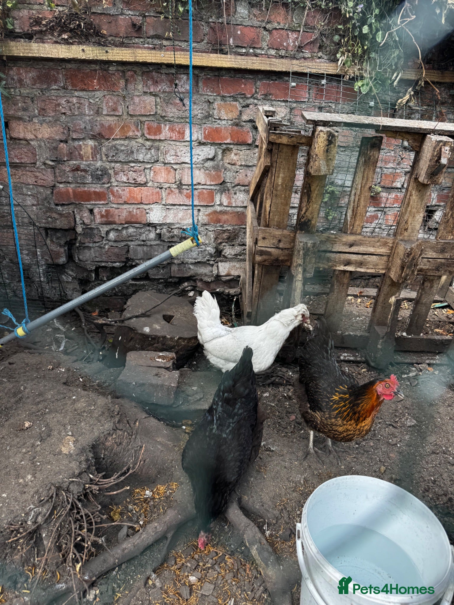 Chickens poultry Laying chickens x 3 - Advert 1