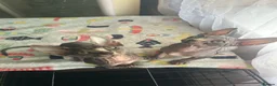 Sphynx cats for sale: READY FOR NEW HOME,2 boys still available. - Advert 6
