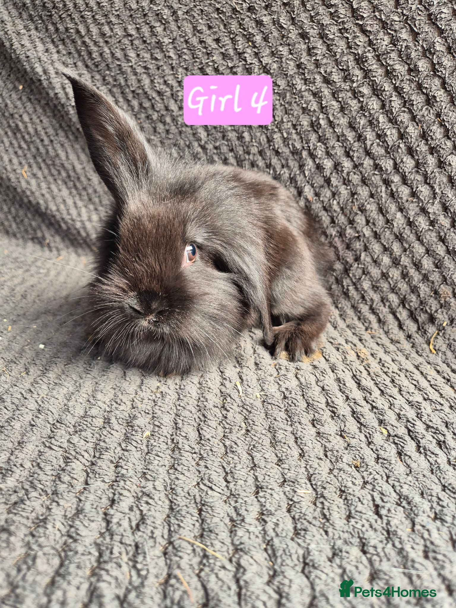 Mini Lion Lop rabbits Mini Lion Lop Bunnies - Advert 5