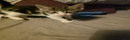 Mixed Breed cats for sale: Mixed tabby and long hair - Advert 4