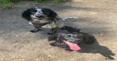 Cocker Spaniel dogs - Advert 12