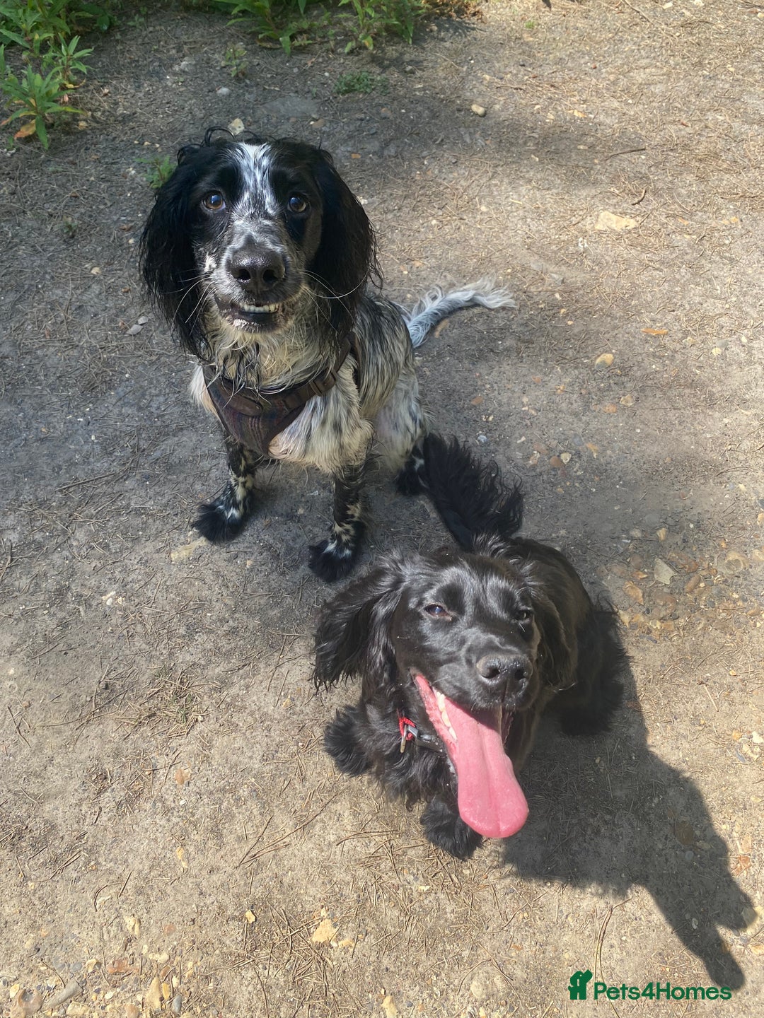 Cocker Spaniel dogs for sale: 8 beautiful cocker spaniel puppies - Image 2