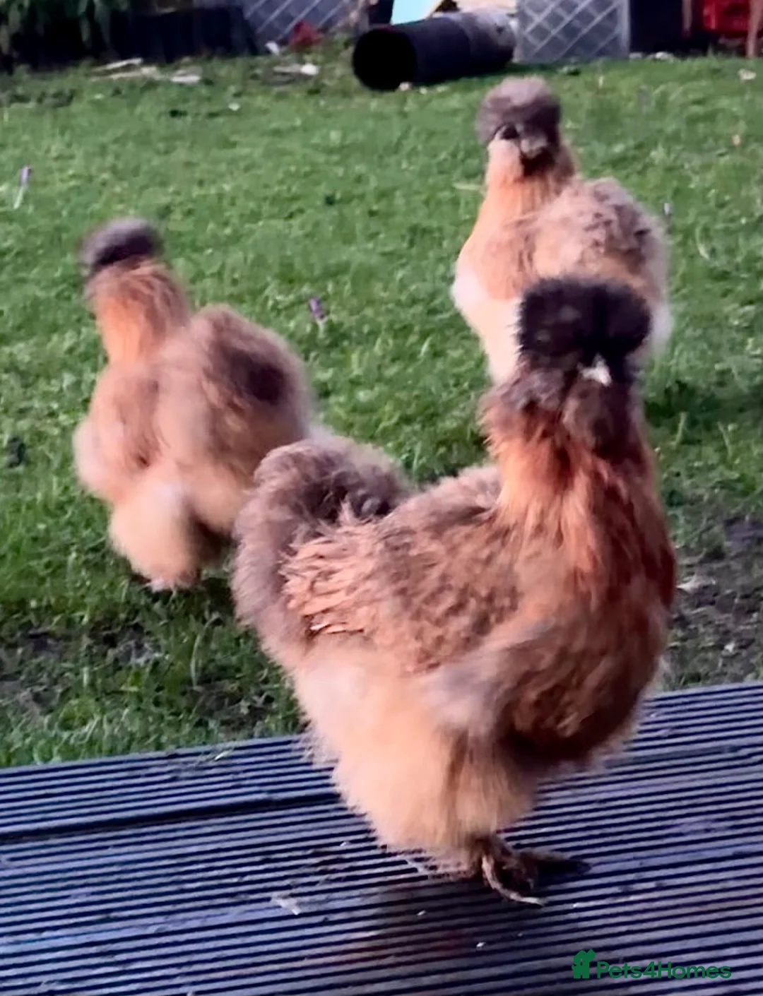 Chickens poultry for sale: Stunning Silkie Cocks and Hens in Oldham - Advert 2