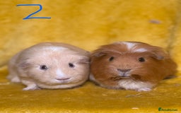Guinea Pig rodents for sale: Pairs and a group - Image 2