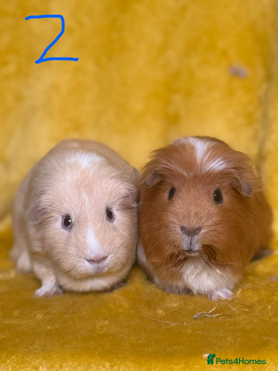 Guinea Pig rodents for sale: Pairs and a group - Image 2