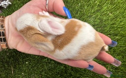 Mini Lop rabbits for sale: Stunning mini lops - Image 25