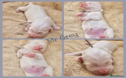 Australian Labradoodle dogs for sale: STUNNING FULLY HEALTH TESTED PUPPIES 🌟🐾 - Image 5
