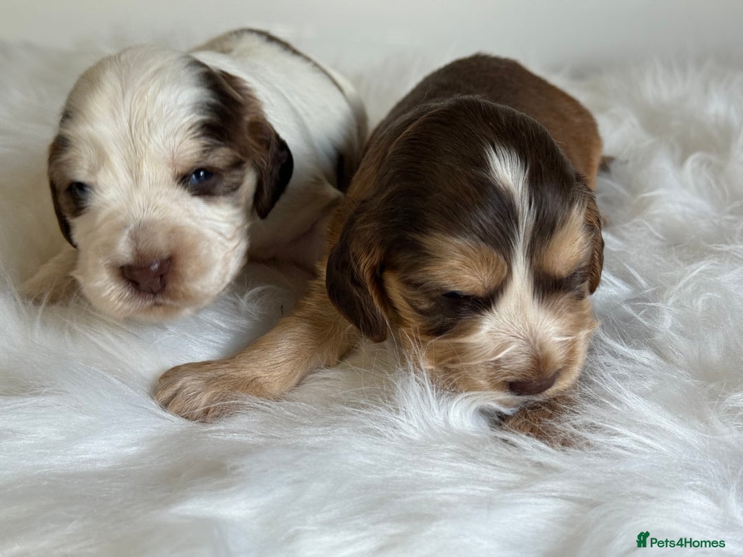 Cocker Spaniel dogs for sale: KC Health Tested Show Cocker Spaniels  - Image 4
