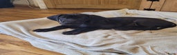 Great Dane dogs for sale: Only 2 beautiful Great Dane girls left. Ready now - Advert 39