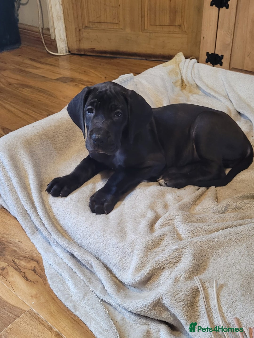 Great Dane dogs for sale: Only 2 beautiful Great Dane girls left. Ready now - Advert 39