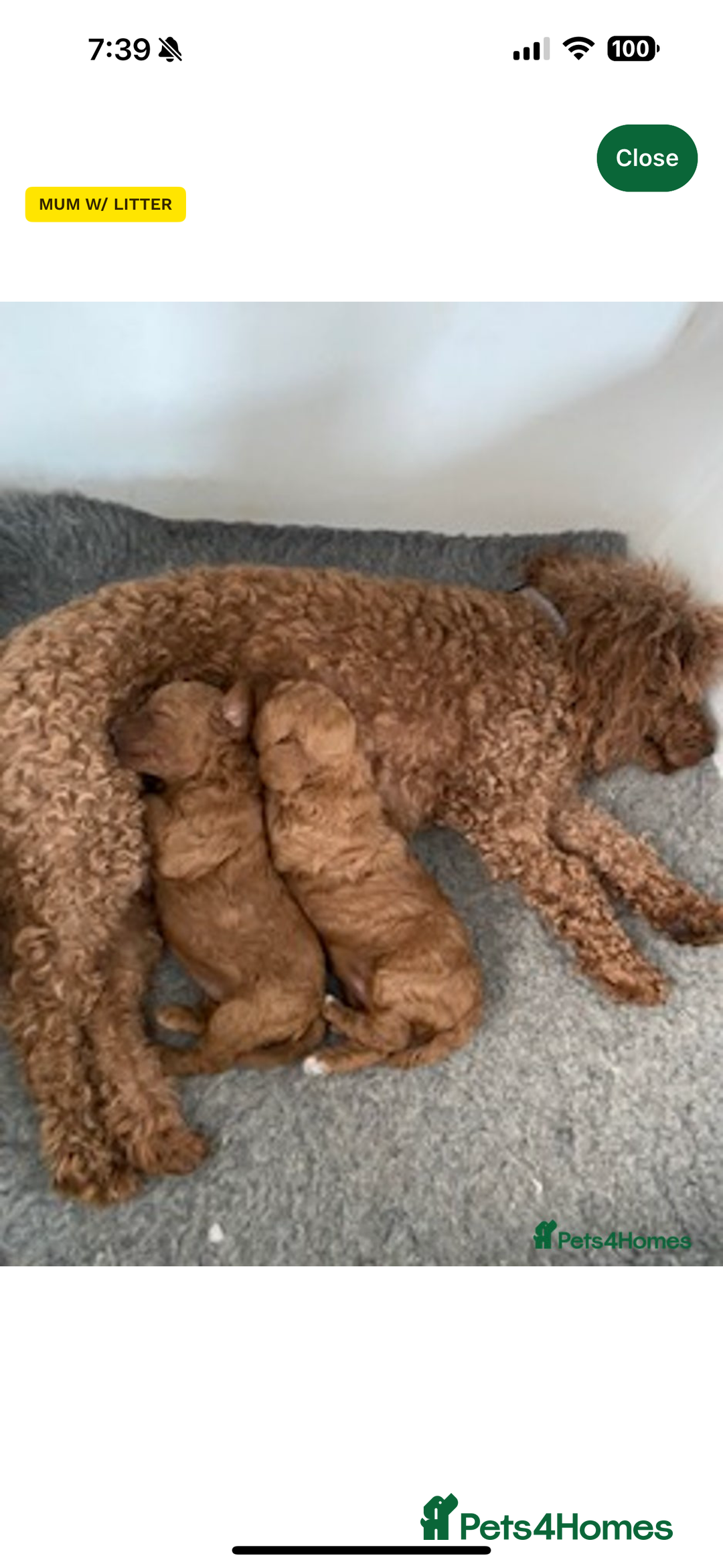 Miniature Poodle dogs for sale: Miniature poodle male - Image 4