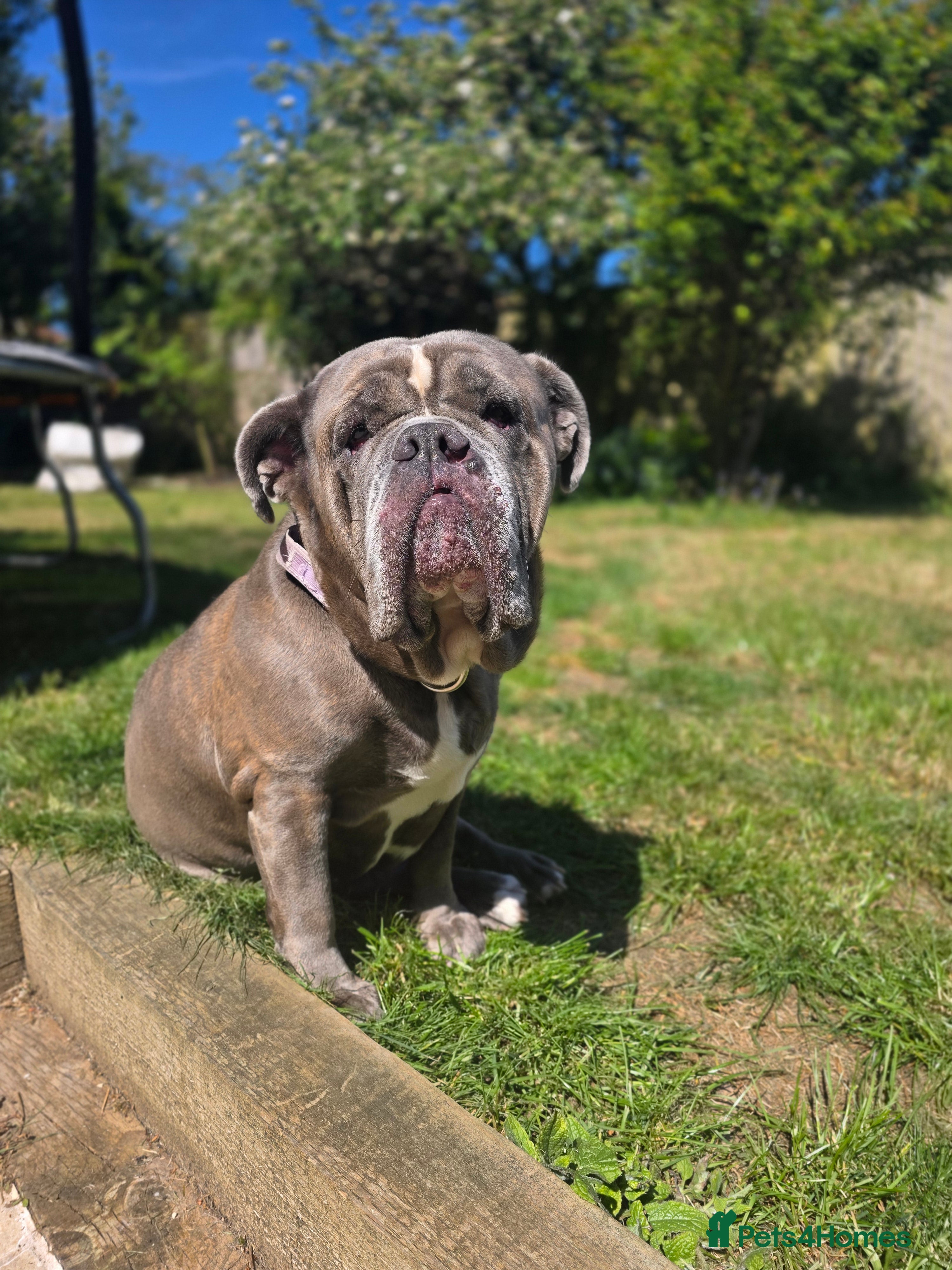 Mixed Breed dogs Beautiful girl looking for new home - Advert 4